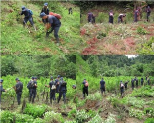 Erradicación Cultivo de Coca Sonsón.