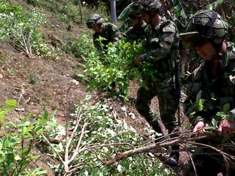 foto 1 erradicación