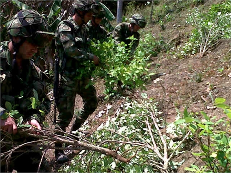 foto 2 erradicación coca(1)